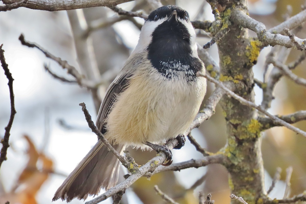 Mésange à tête noire - ML522113611