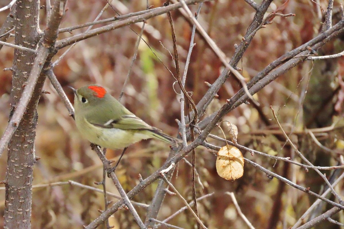 Ruby-crowned Kinglet - Craig Johnson