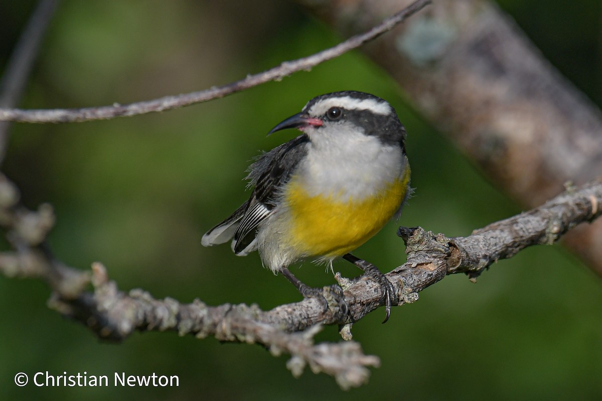 Bananaquit - ML522115481