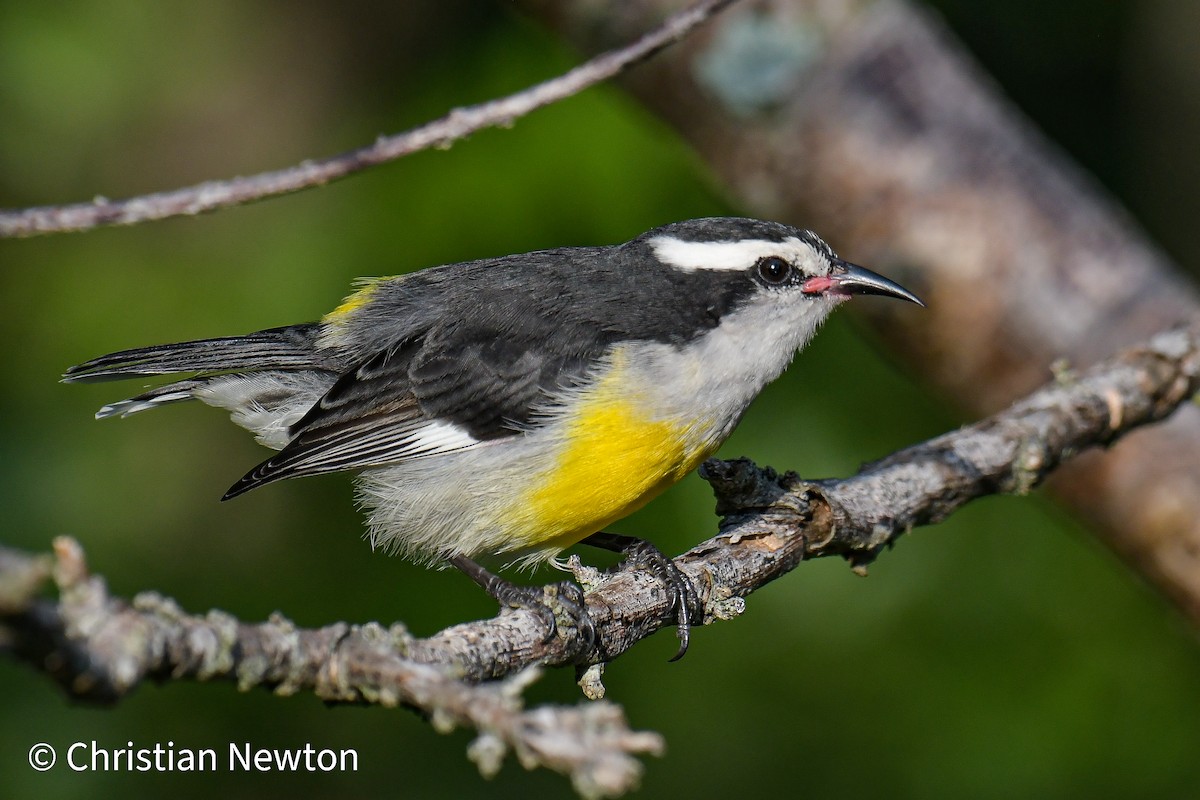 Bananaquit - ML522115561