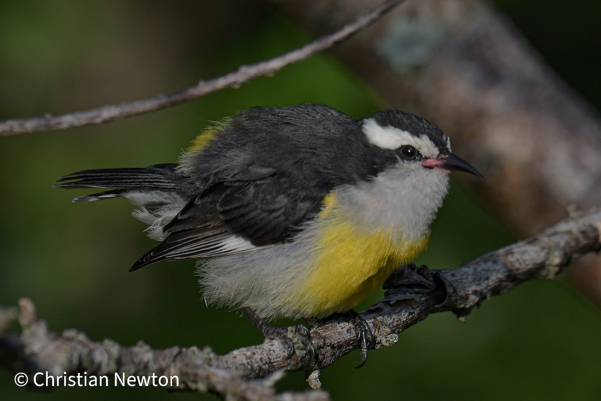 Sucrier à ventre jaune - ML522115621