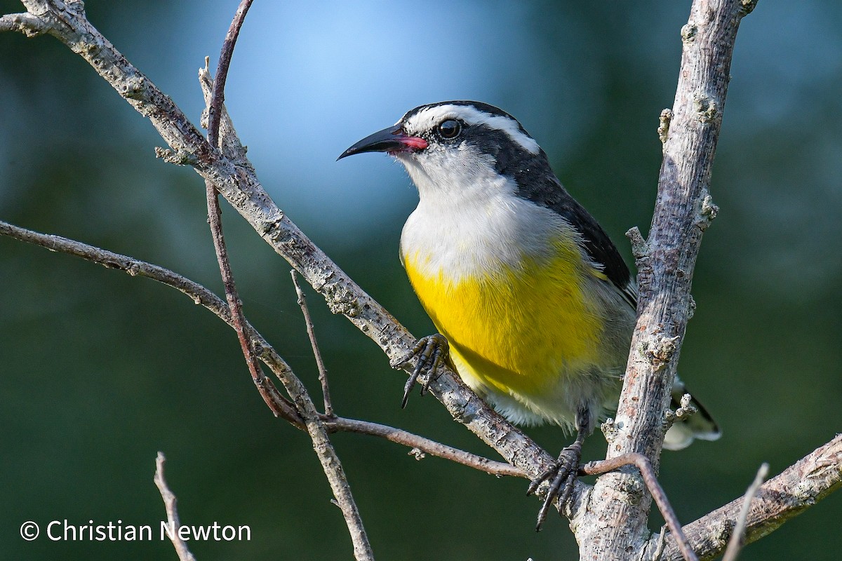 Sucrier à ventre jaune - ML522115721