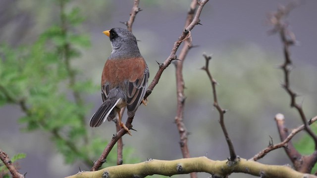 Buff-bridled Inca-Finch - ML522116571