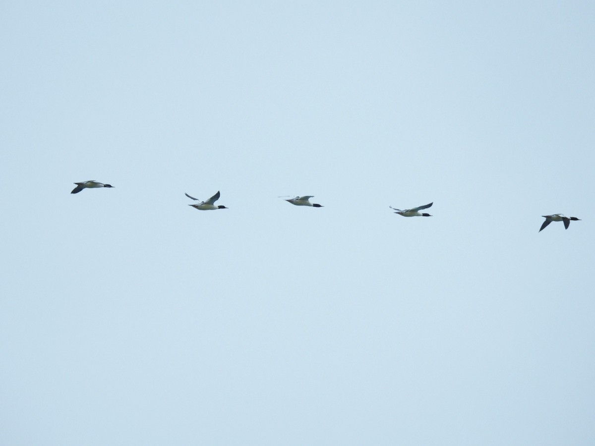 Common Merganser - ML522116681