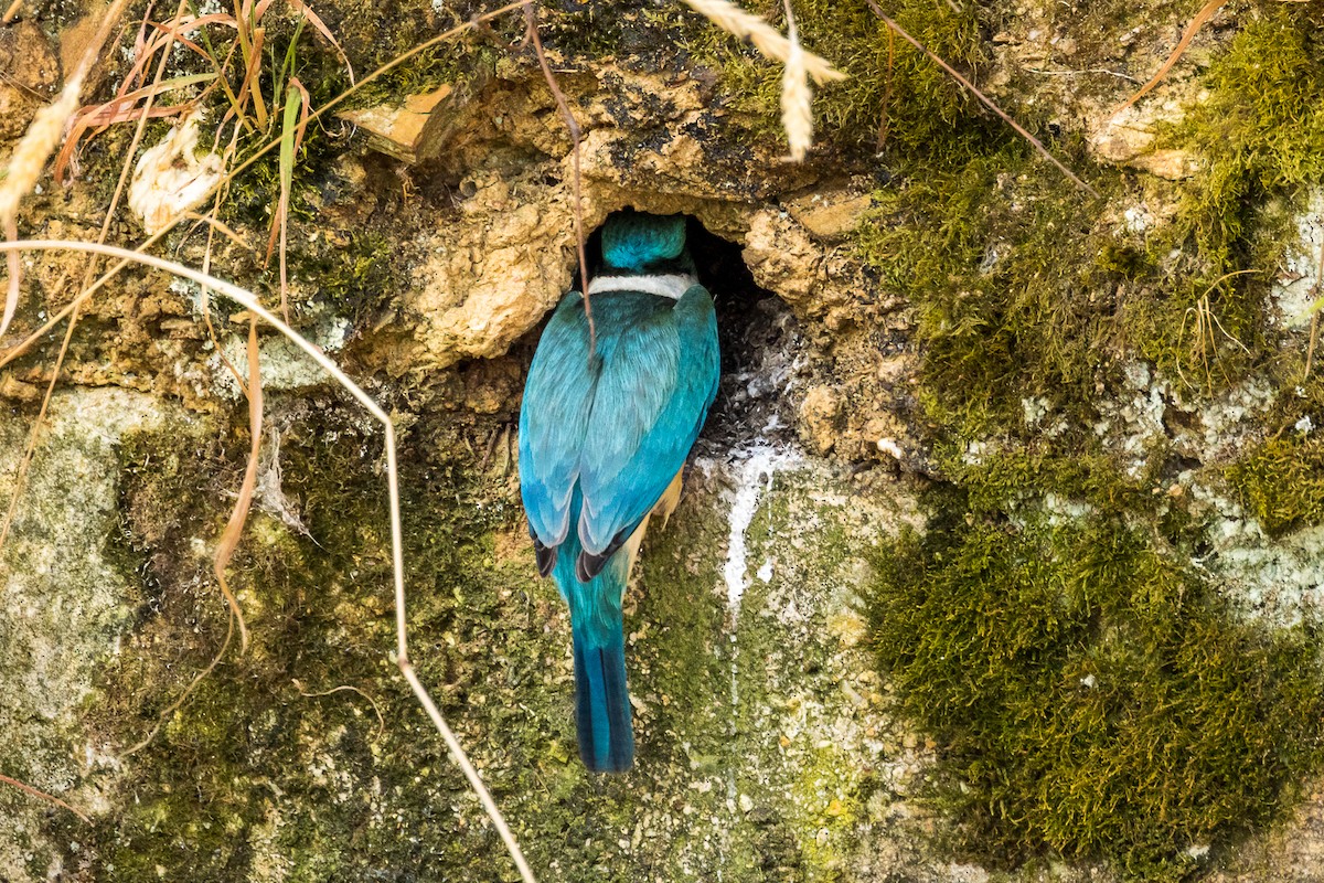 Sacred Kingfisher - ML522118521