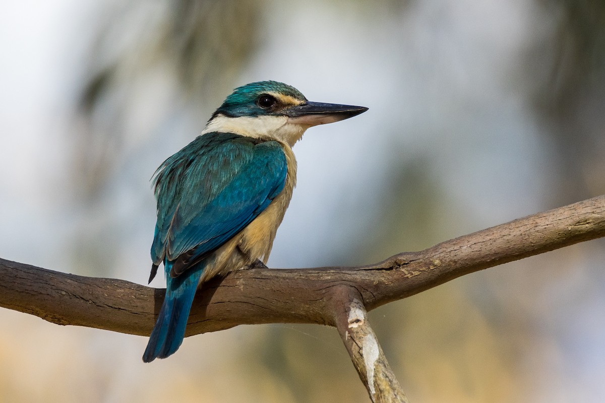 Sacred Kingfisher - ML522118541