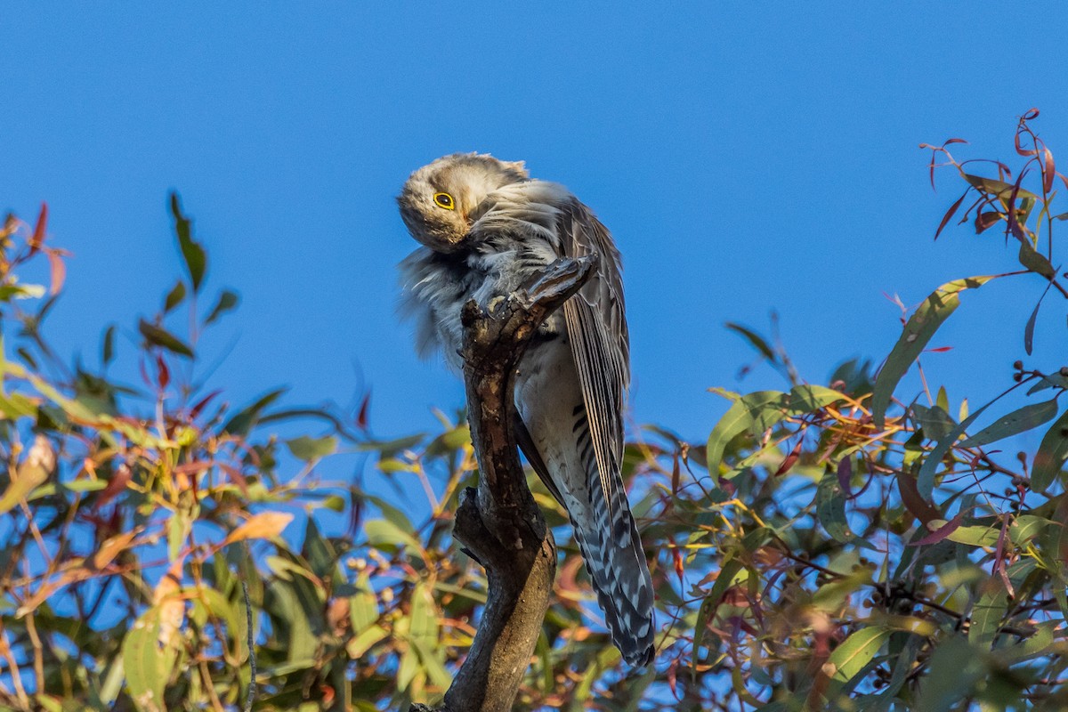 Pallid Cuckoo - ML522119251