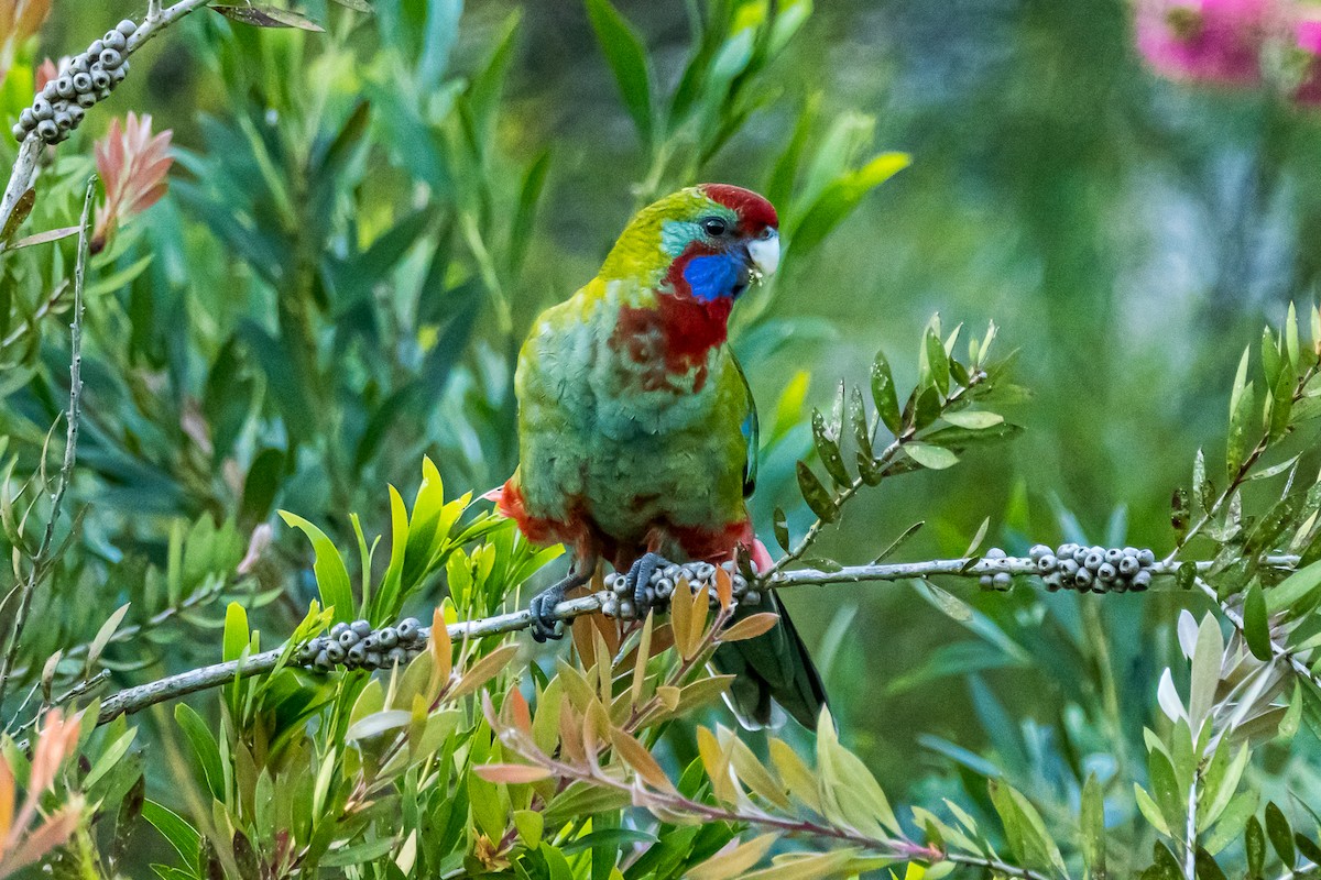 Crimson Rosella - ML522119301