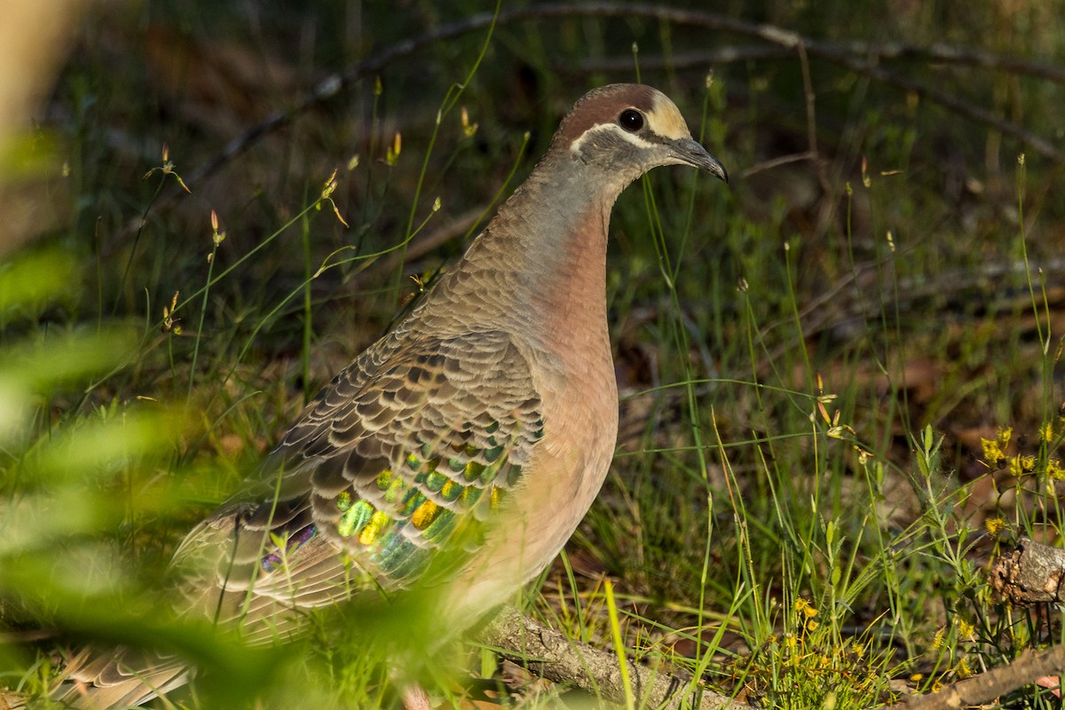 Common Bronzewing - ML522119311