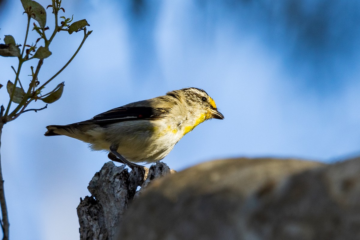 Streifenpanthervogel - ML522119381