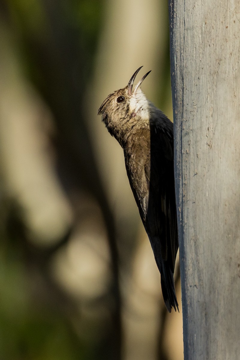 White-throated Treecreeper - Imogen Warren