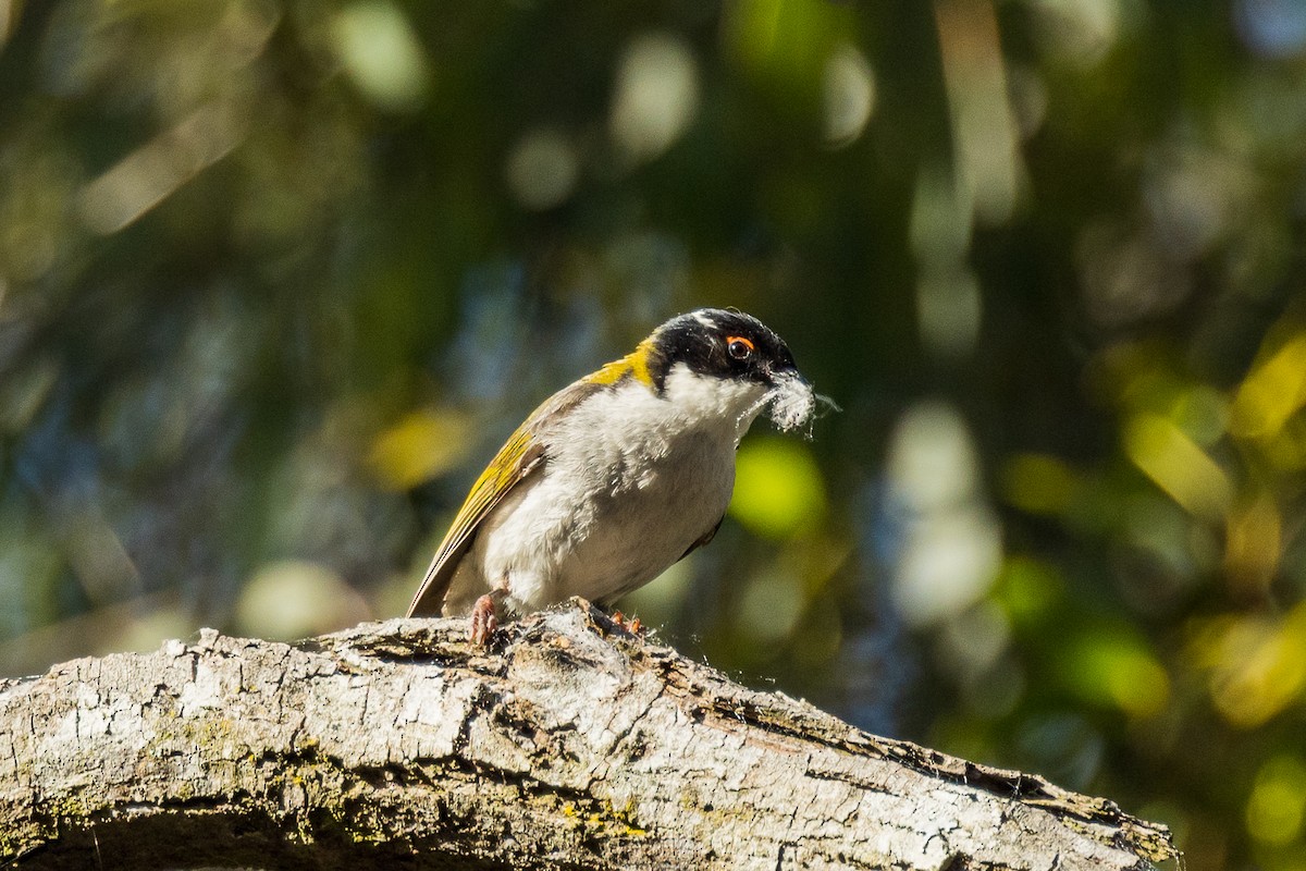 White-naped Honeyeater - ML522119461