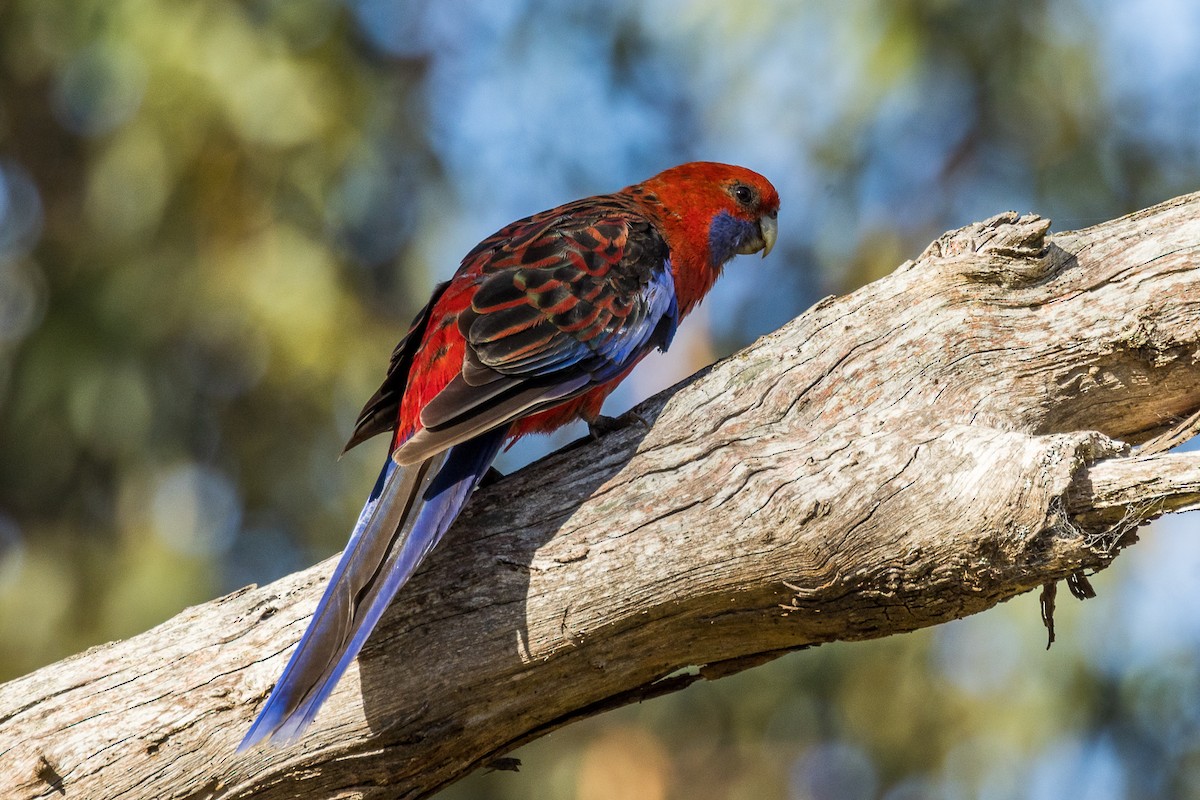 Crimson Rosella - ML522119521