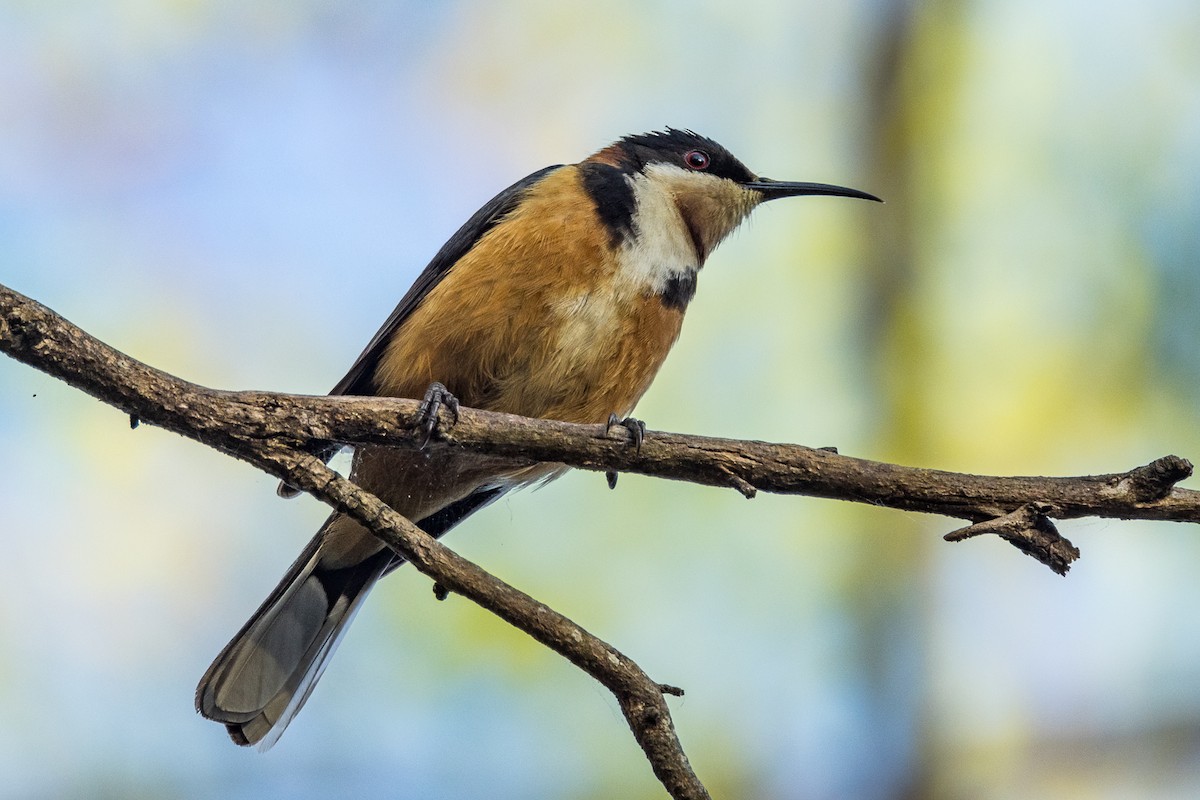 Eastern Spinebill - ML522119701