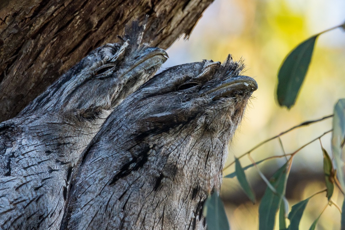 Tawny Frogmouth - ML522119711