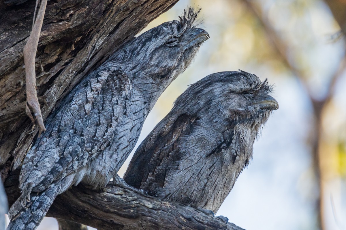 Tawny Frogmouth - ML522119751