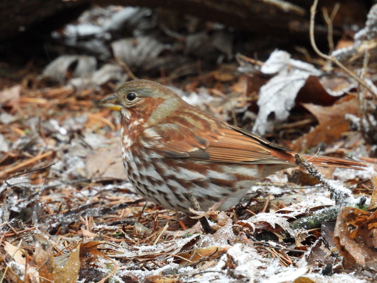 Fox Sparrow - ML522119831