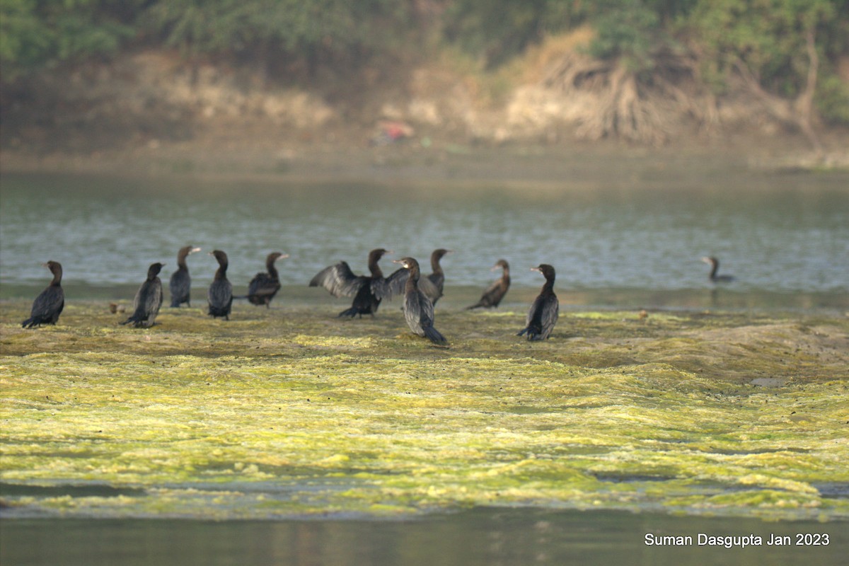 Great Cormorant - ML522121451