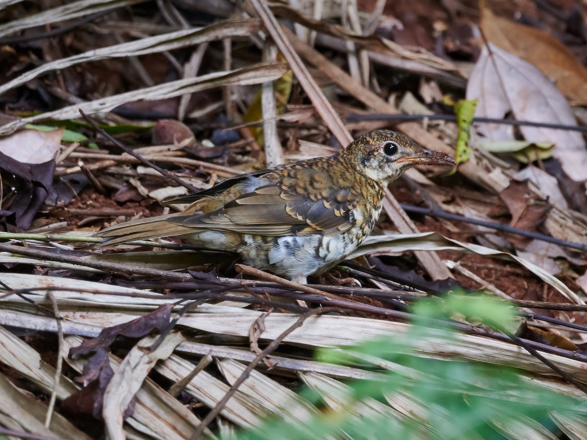 Russet-tailed Thrush - ML522122311