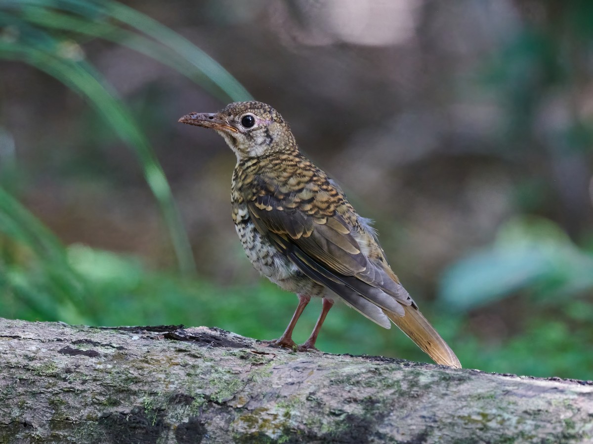 Russet-tailed Thrush - ML522122351