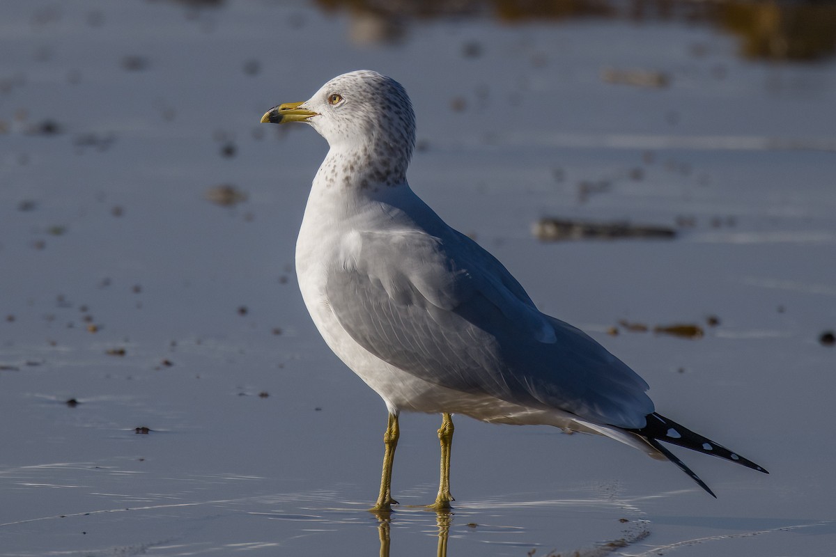 Ring-billed Gull - ML522122451