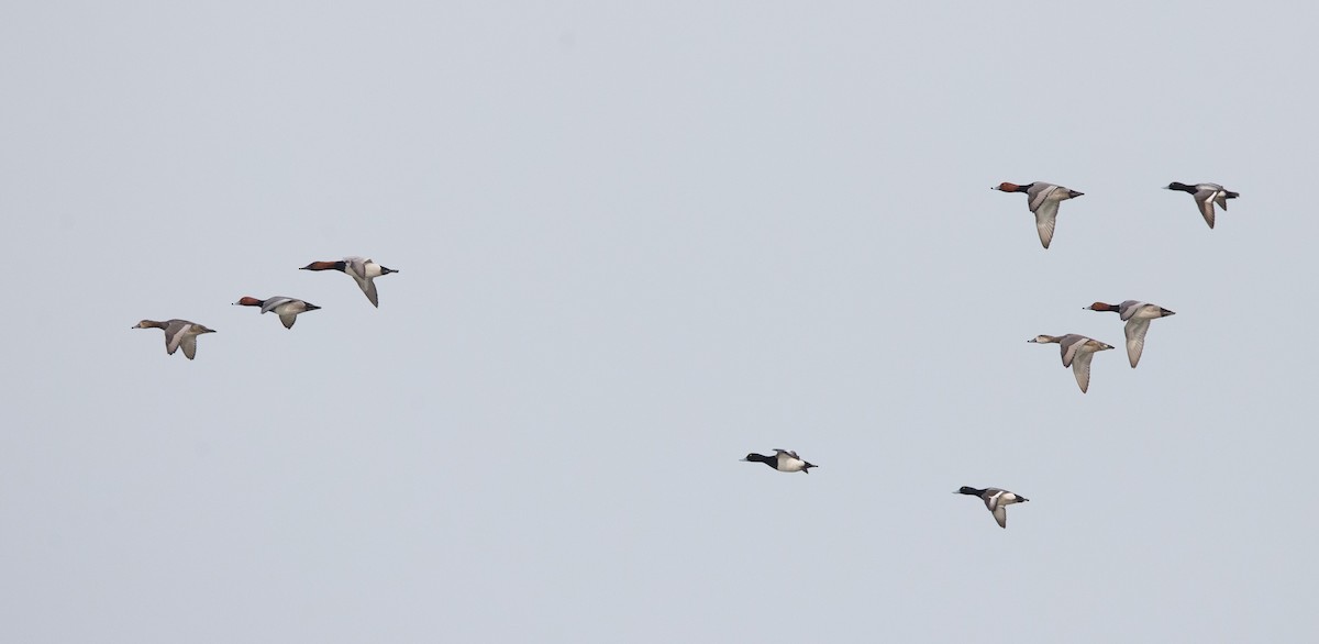 Redhead - Brandon Holden