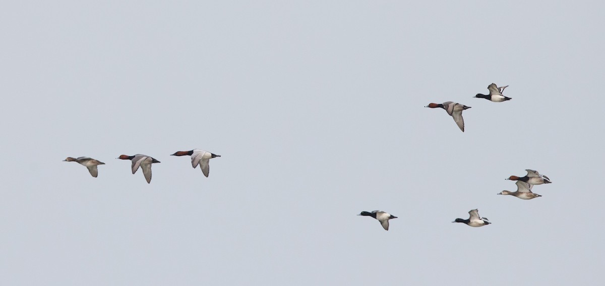 Canvasback - Brandon Holden