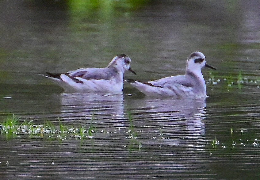 Phalarope à bec large - ML522124631