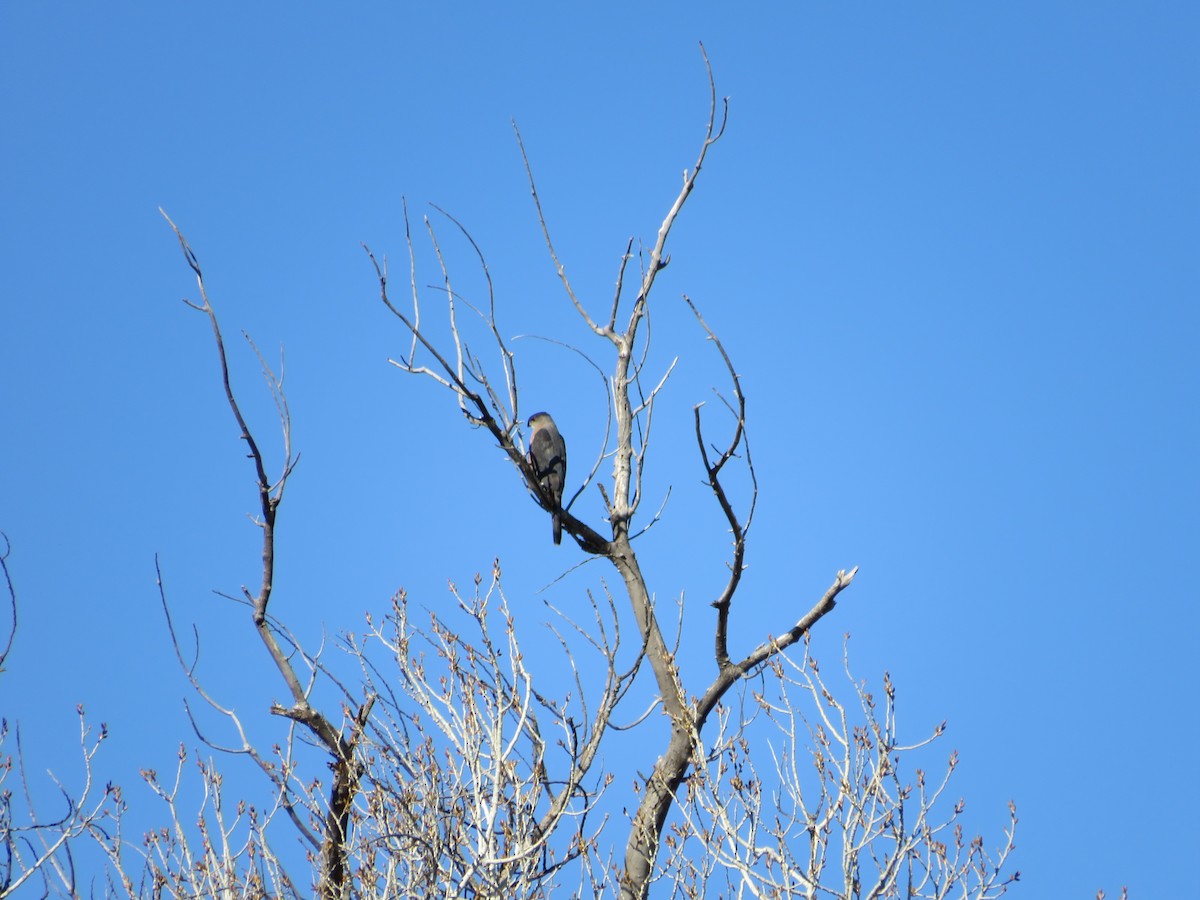 Cooper's Hawk - ML522124761