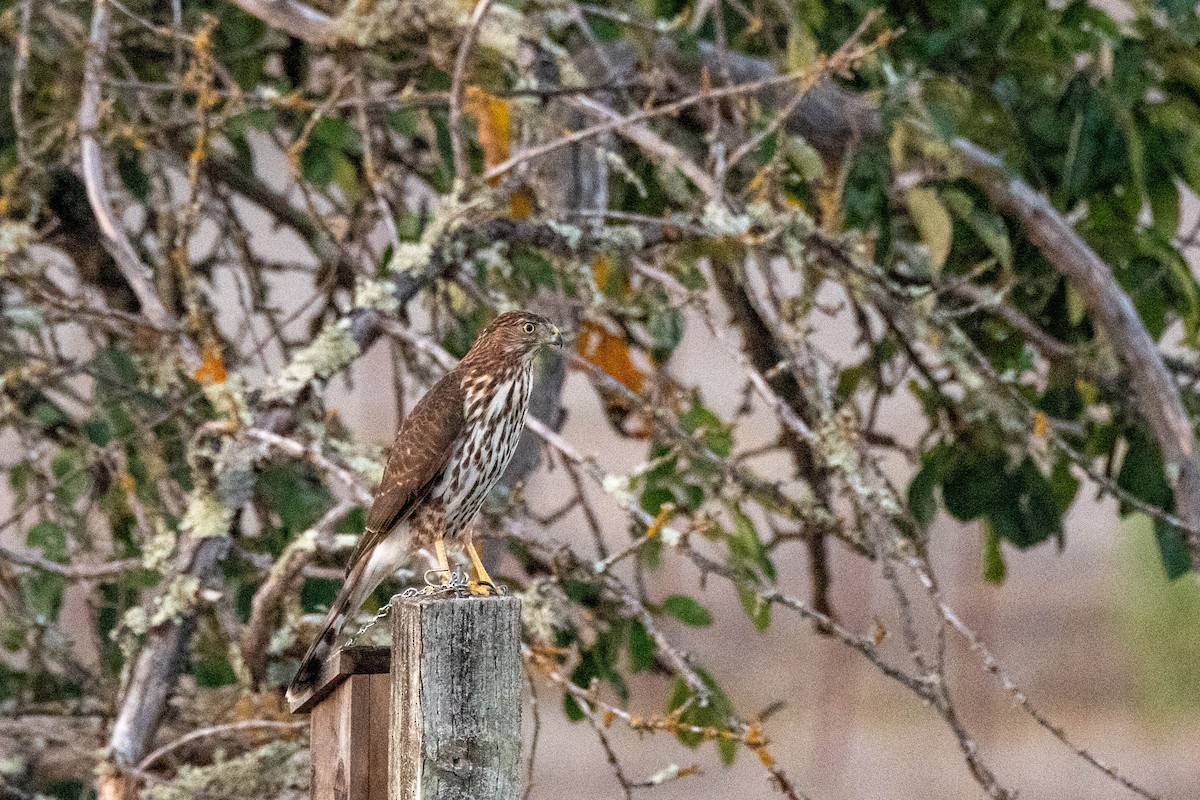 Cooper's Hawk - ML522125221