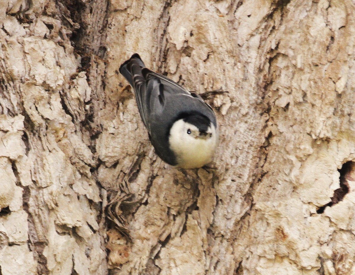 White-breasted Nuthatch - ML522126401