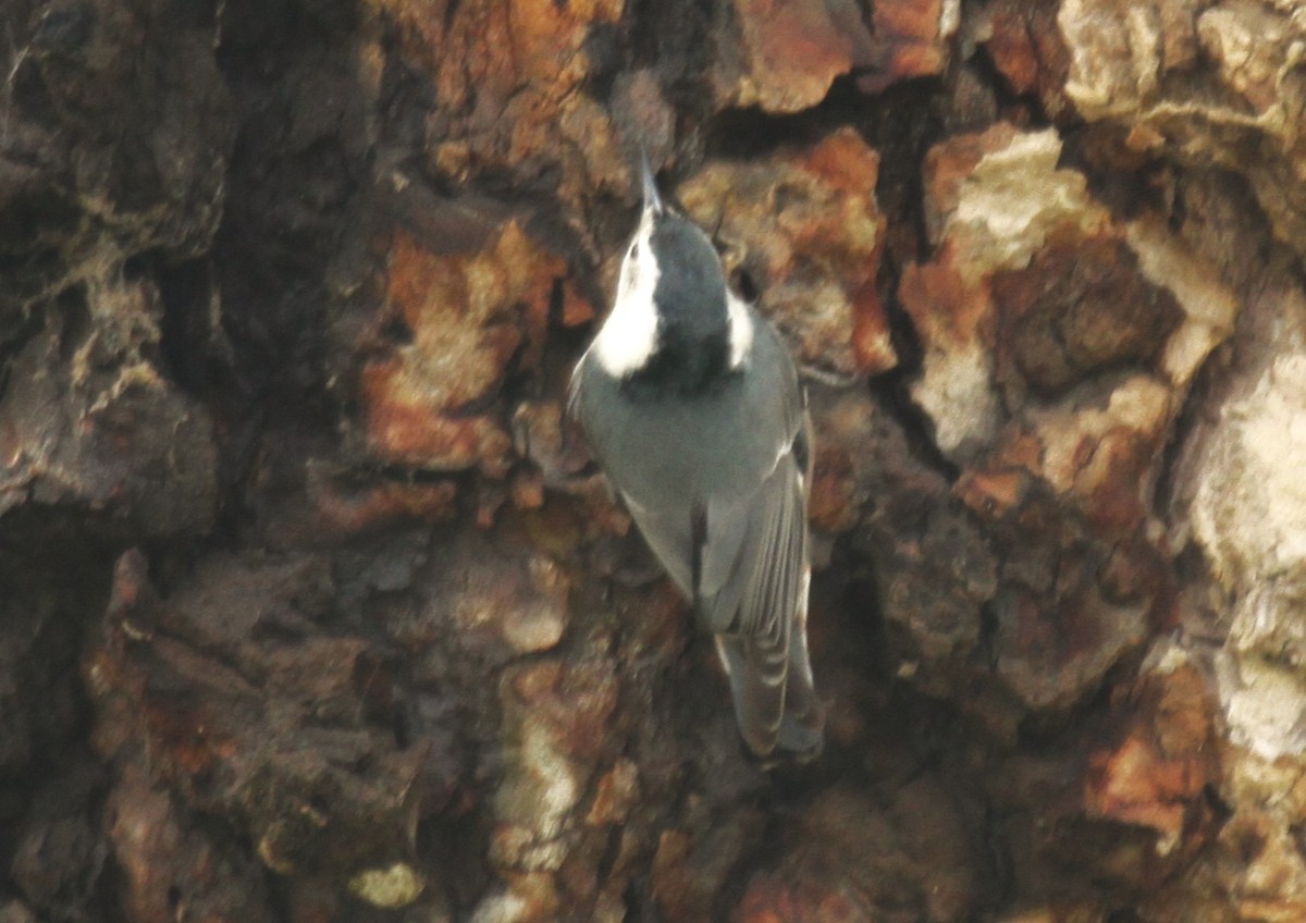 White-breasted Nuthatch - ML522126421
