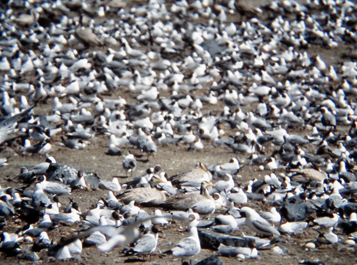 Brown-headed Gull - ML522126501