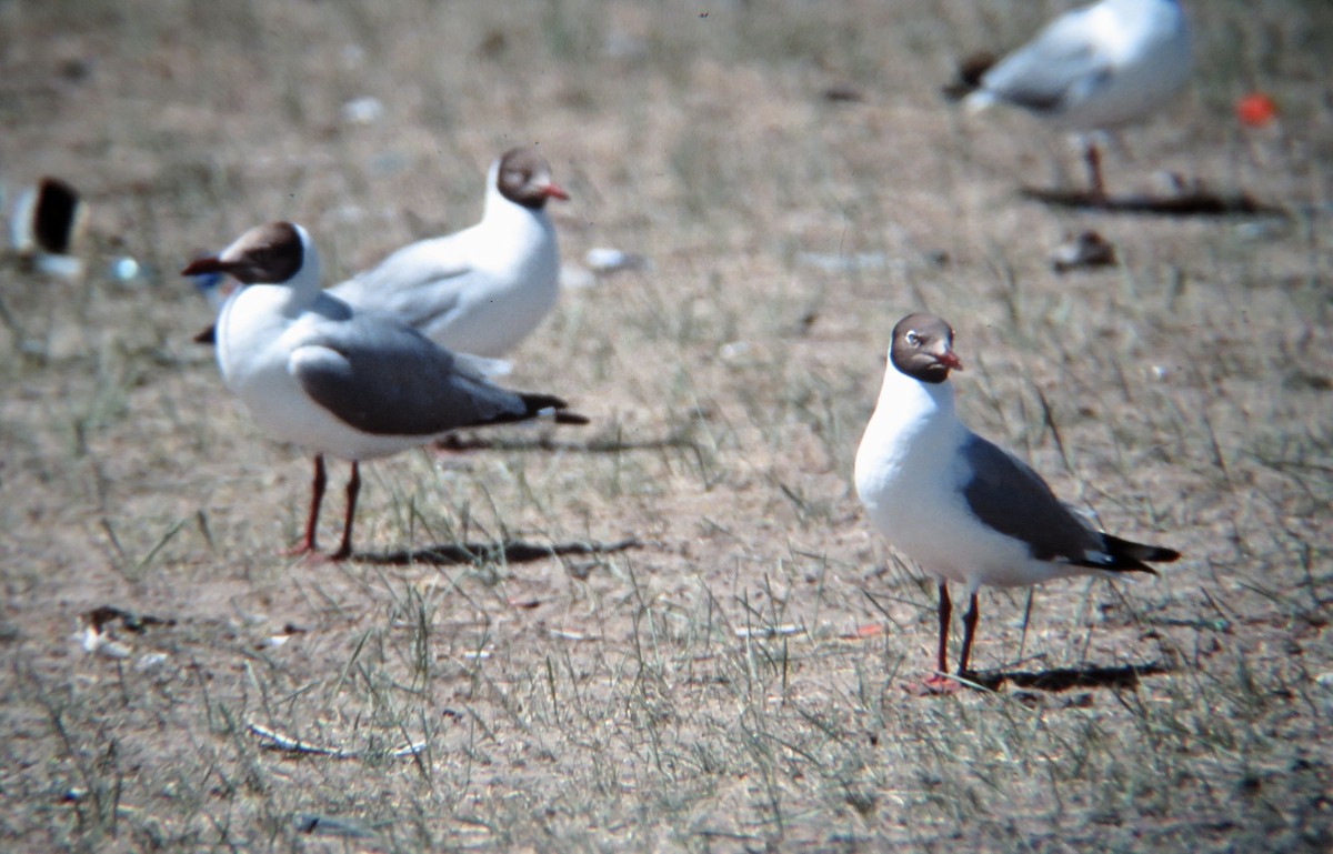 Brown-headed Gull - ML522126581