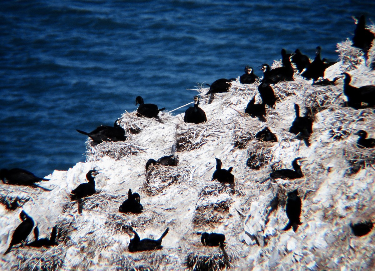 Great Cormorant - ML522126751