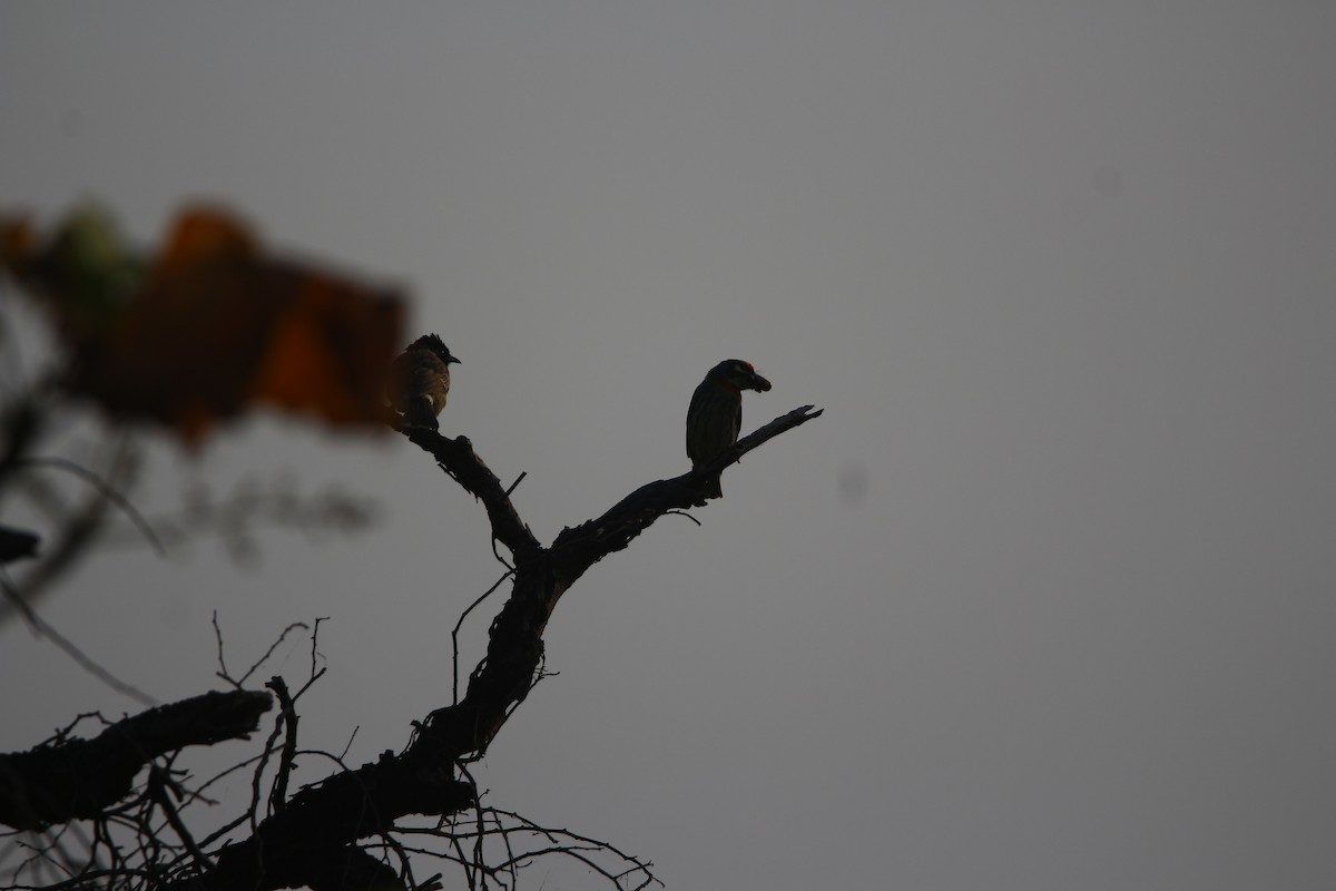 Coppersmith Barbet - ML522127141