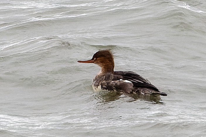 Red-breasted Merganser - ML522127661