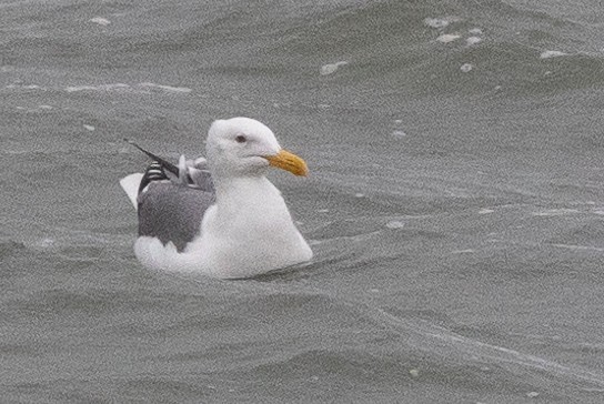 Goéland d'Audubon - ML522127731