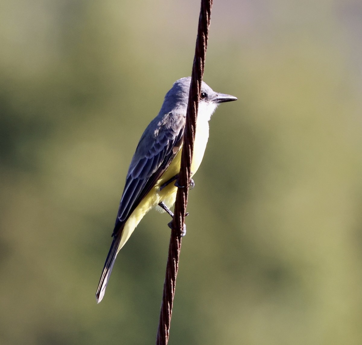 Tropical Kingbird - ML522128001