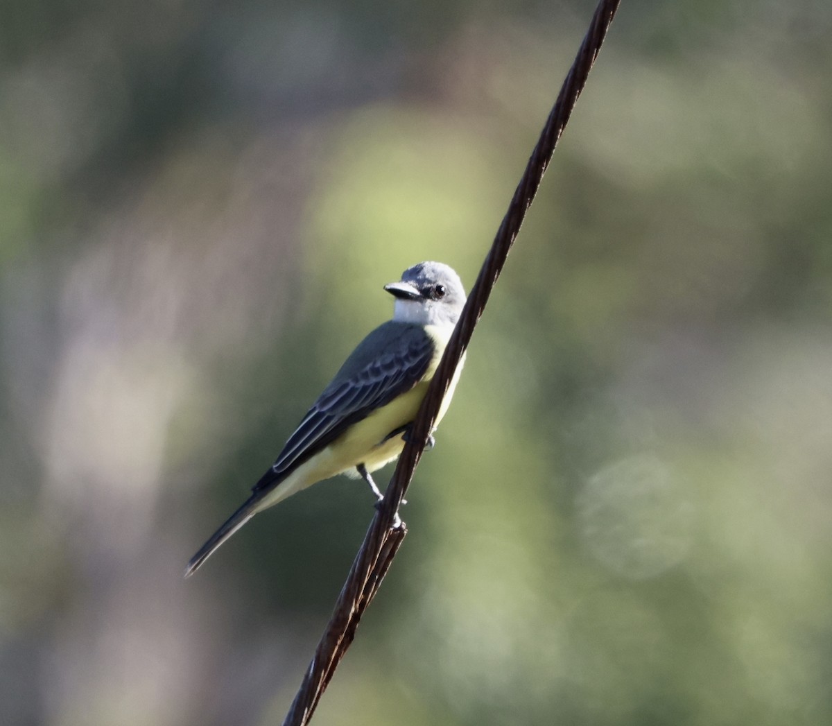 Tropical Kingbird - ML522128011