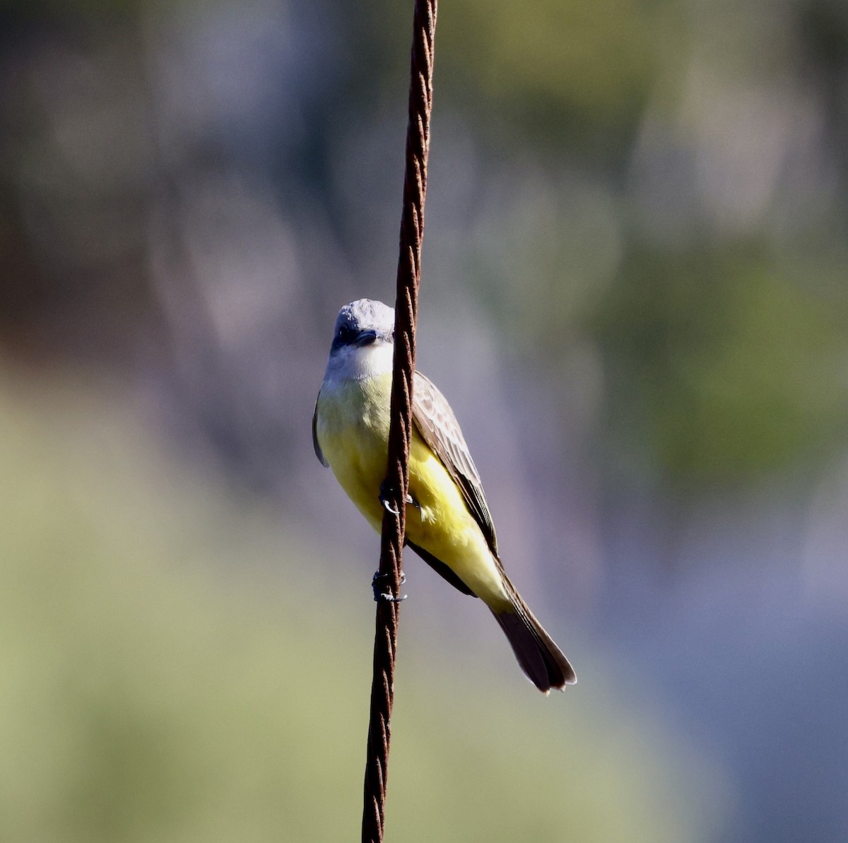 Tropical Kingbird - ML522128021