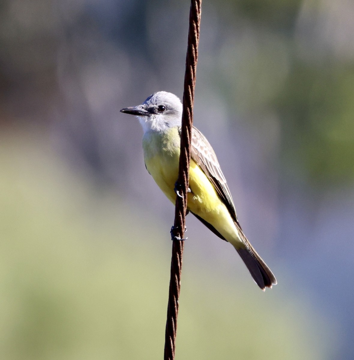 Tropical Kingbird - ML522128031