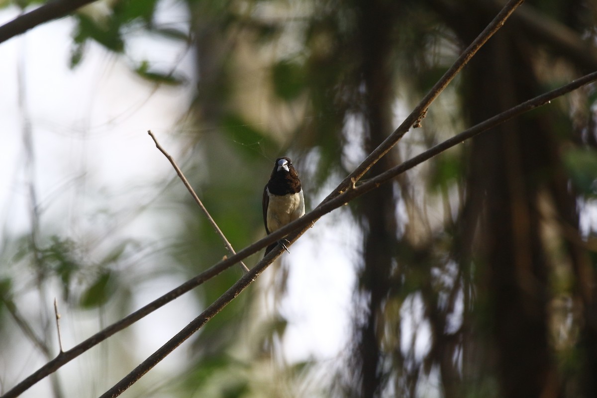 White-rumped Munia - ML522128751