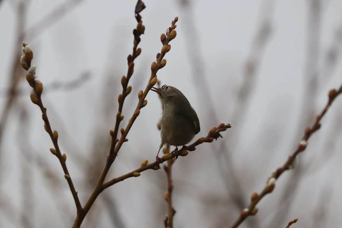 Ruby-crowned Kinglet - vijay t