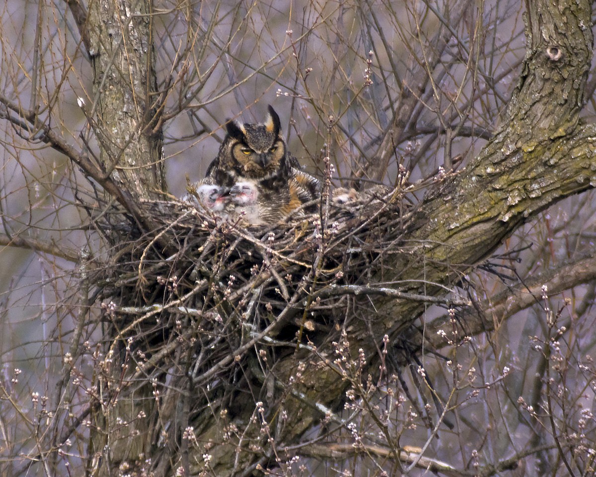 Great Horned Owl - Cynthia Bridge