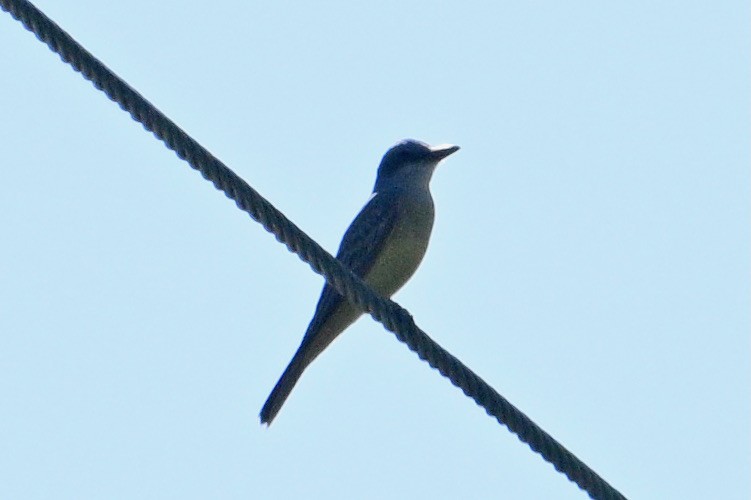 Tropical Kingbird - ML522130851