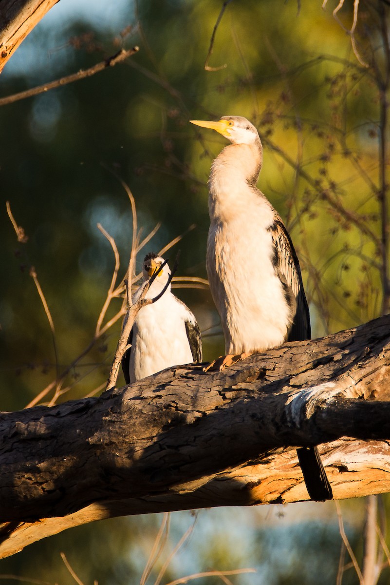 Austral-Schlangenhalsvogel - ML52213141