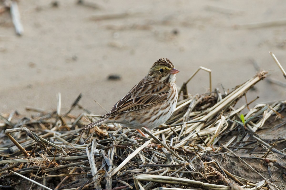 Savannah Sparrow - ML522131591