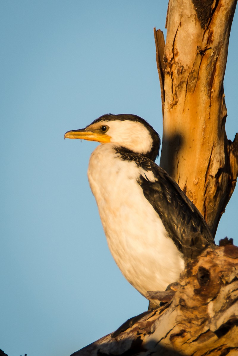 Little Pied Cormorant - ML52213171