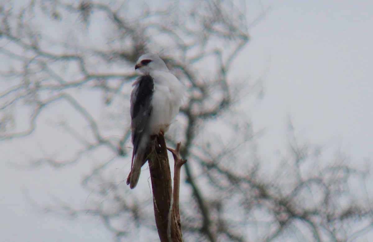 White-tailed Kite - ML522132311